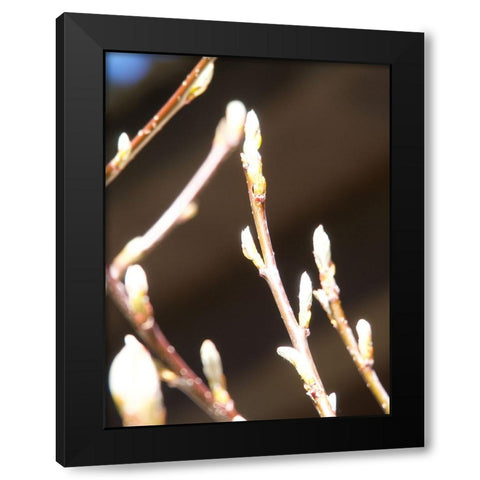 Into Nature II Black Modern Wood Framed Art Print by Hyler, JB