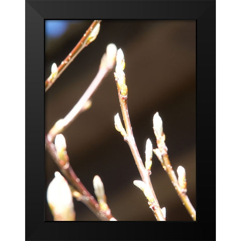 Into Nature II Black Modern Wood Framed Art Print by Hyler, JB
