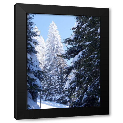 Frosted Tree Black Modern Wood Framed Art Print with Double Matting by Hyler, JB