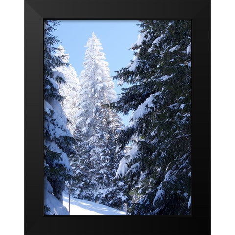 Frosted Tree Black Modern Wood Framed Art Print by Hyler, JB