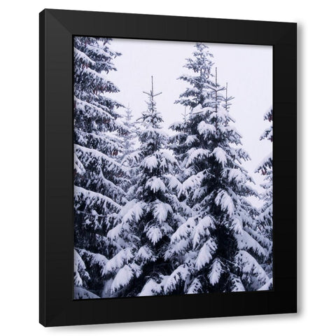 Snowy Evergreen Black Modern Wood Framed Art Print with Double Matting by Hyler, JB