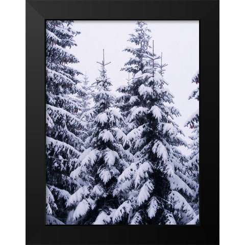 Snowy Evergreen Black Modern Wood Framed Art Print by Hyler, JB