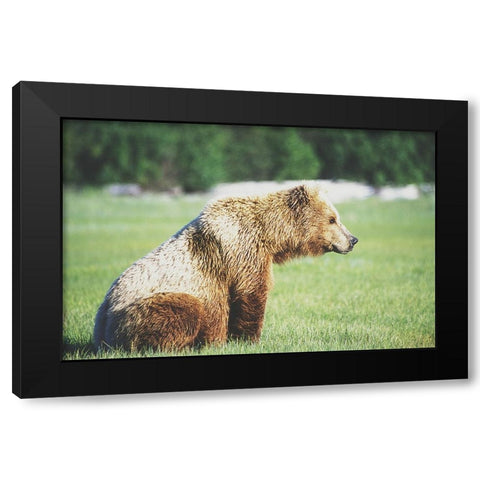 Gazing Bear Black Modern Wood Framed Art Print by Walker, Carol