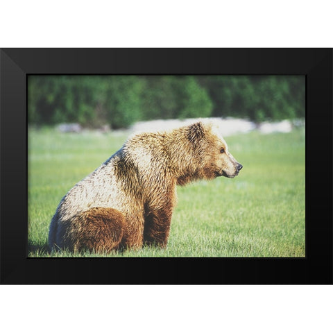 Gazing Bear Black Modern Wood Framed Art Print by Walker, Carol