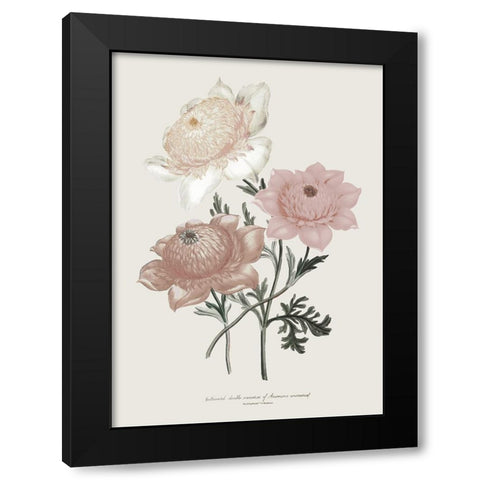 Anemone Coronaria I Black Modern Wood Framed Art Print by Piddix