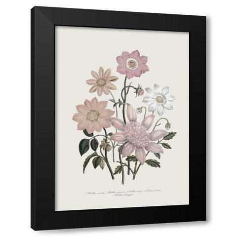 Anemone Coronaria II Black Modern Wood Framed Art Print with Double Matting by Piddix