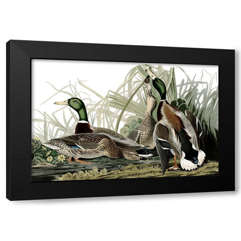 Duck Days Black Modern Wood Framed Art Print by Piddix