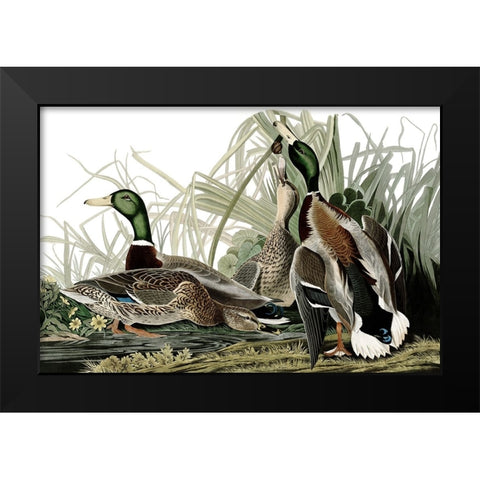Duck Days Black Modern Wood Framed Art Print by Piddix