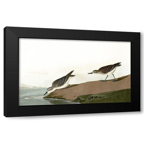 Ducks Heading For A Swim Black Modern Wood Framed Art Print with Double Matting by Piddix