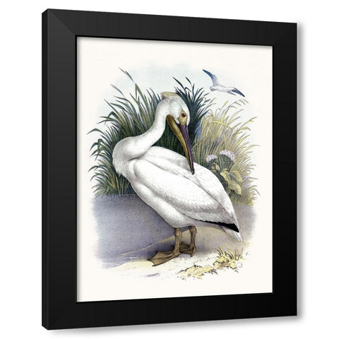 American White Pelican Black Modern Wood Framed Art Print with Double Matting by Piddix
