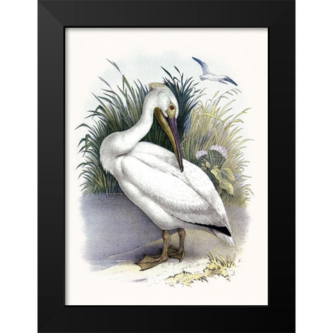 American White Pelican Black Modern Wood Framed Art Print by Piddix
