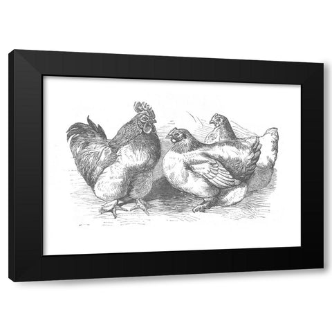 Chickens Sketch Black Modern Wood Framed Art Print by Piddix