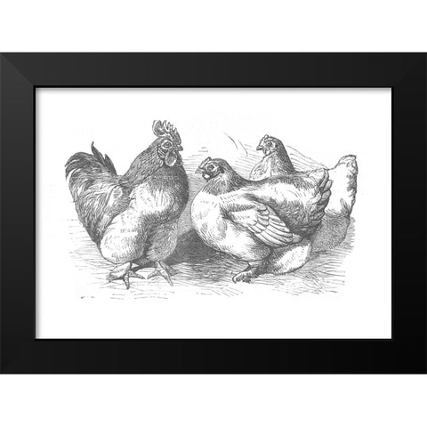 Chickens Sketch Black Modern Wood Framed Art Print by Piddix