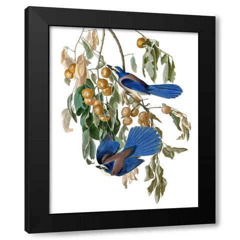 Florida Blue Jay Black Modern Wood Framed Art Print with Double Matting by Piddix