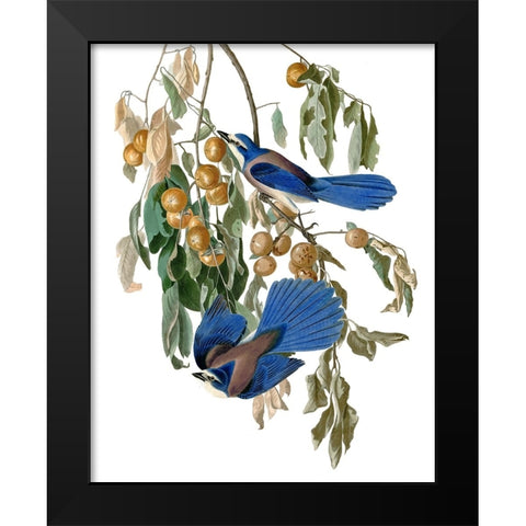 Florida Blue Jay Black Modern Wood Framed Art Print by Piddix