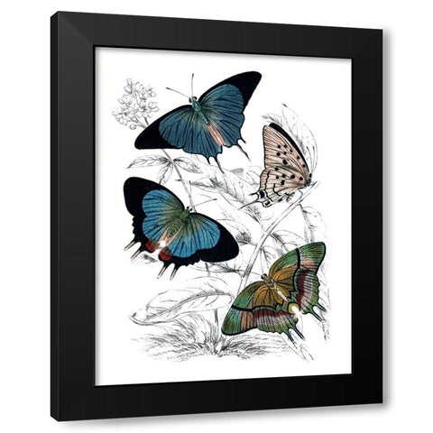 Butterfly Study I Black Modern Wood Framed Art Print by Piddix
