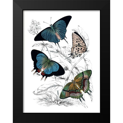 Butterfly Study I Black Modern Wood Framed Art Print by Piddix