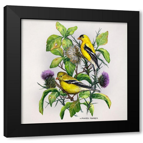 Amber Goldfinch Black Modern Wood Framed Art Print with Double Matting by Harris, James