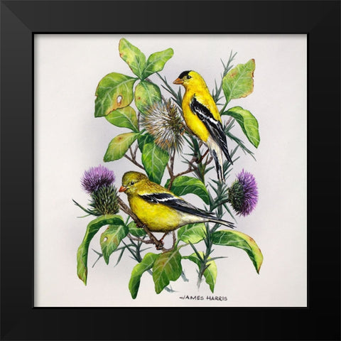 Amber Goldfinch Black Modern Wood Framed Art Print by Harris, James