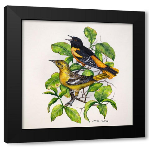 Northern Orioles Black Modern Wood Framed Art Print by Harris, James