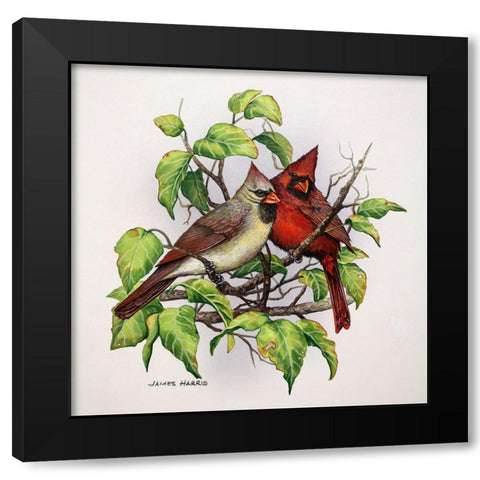 Cardinals Black Modern Wood Framed Art Print by Harris, James