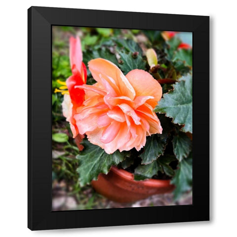Potted Beauty Black Modern Wood Framed Art Print by Hyler, JB