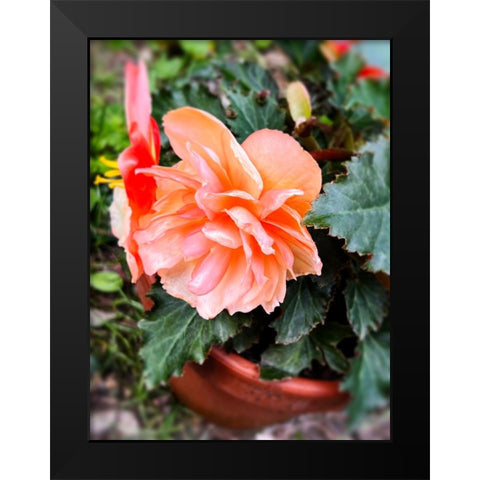 Potted Beauty Black Modern Wood Framed Art Print by Hyler, JB