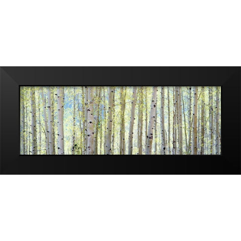 Aspen Black Modern Wood Framed Art Print by Lake, Shelley