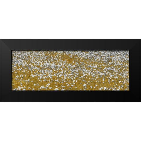 Fields of Gold Black Modern Wood Framed Art Print by Lake, Shelley