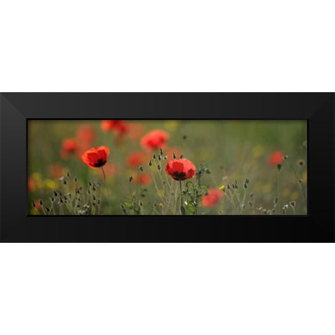 Soft Petals Black Modern Wood Framed Art Print by Lake, Shelley