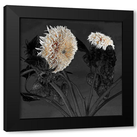 Sunflowers I Black Modern Wood Framed Art Print with Double Matting by Lake, Shelley