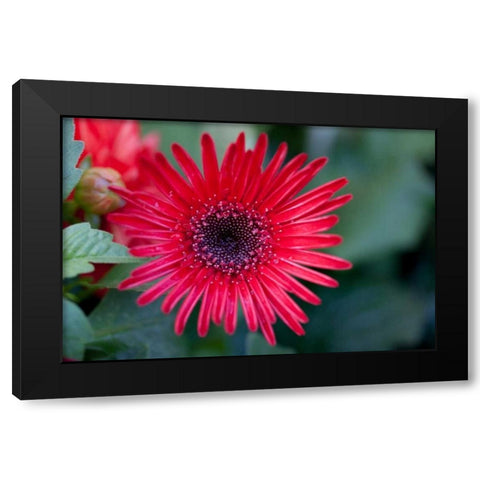 Golden Angle I Black Modern Wood Framed Art Print by Hakimipour-Ritter