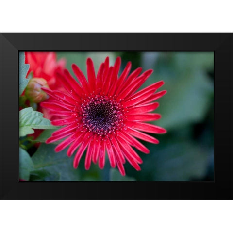 Golden Angle I Black Modern Wood Framed Art Print by Hakimipour-Ritter