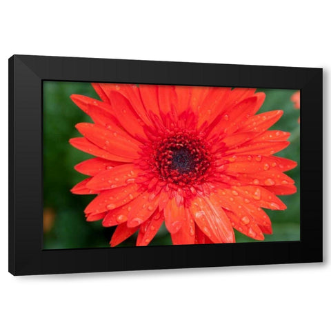 Paisley Wave I Black Modern Wood Framed Art Print with Double Matting by Pinto, Patricia