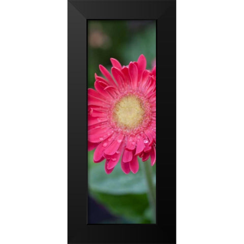 New Vision II Black Modern Wood Framed Art Print by Pinto, Patricia