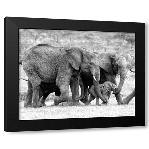 Elephant Family Black Modern Wood Framed Art Print by Farnsworth, Sarah