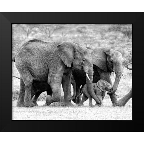 Elephant Family Black Modern Wood Framed Art Print by Farnsworth, Sarah
