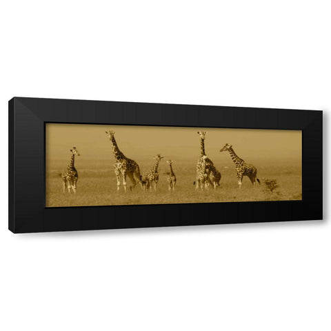 Giraffes Black Modern Wood Framed Art Print by Farnsworth, Sarah