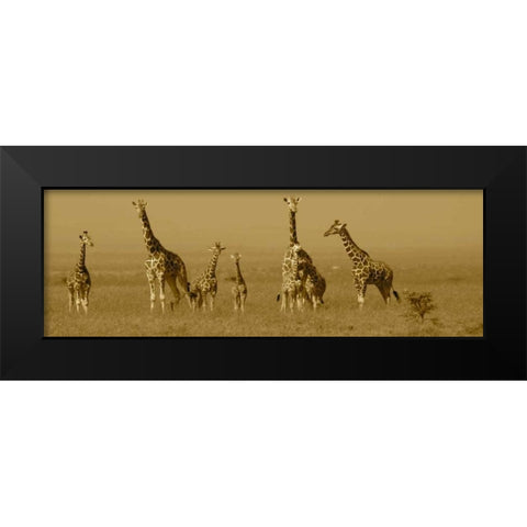 Giraffes Black Modern Wood Framed Art Print by Farnsworth, Sarah