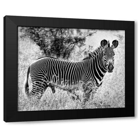 Zebra Lookout Black Modern Wood Framed Art Print with Double Matting by Farnsworth, Sarah