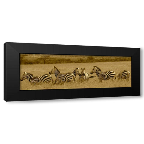 Zebras Black Modern Wood Framed Art Print with Double Matting by Farnsworth, Sarah