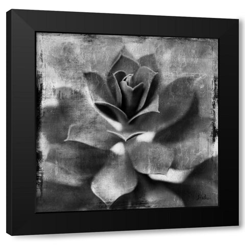 BW Succulent Border I Black Modern Wood Framed Art Print with Double Matting by Pinto, Patricia