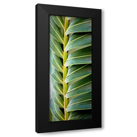 Palma I Black Modern Wood Framed Art Print by Bryant, Susan