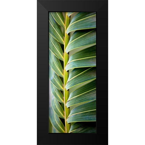 Palma I Black Modern Wood Framed Art Print by Bryant, Susan