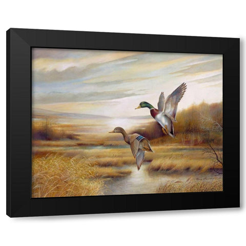 Mallards Black Modern Wood Framed Art Print by Manning, Ruane