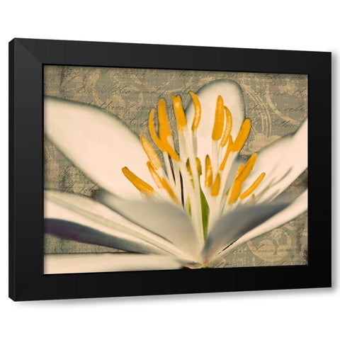 Puccoon on Damask I Black Modern Wood Framed Art Print with Double Matting by Mansfield, Kathy