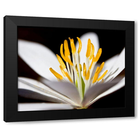 White Puccoon I Black Modern Wood Framed Art Print by Mansfield, Kathy