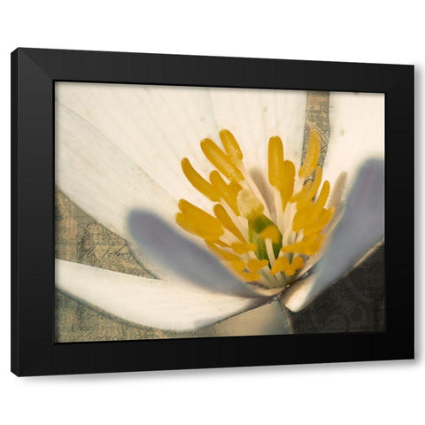 Puccoon on Damask II Black Modern Wood Framed Art Print with Double Matting by Mansfield, Kathy