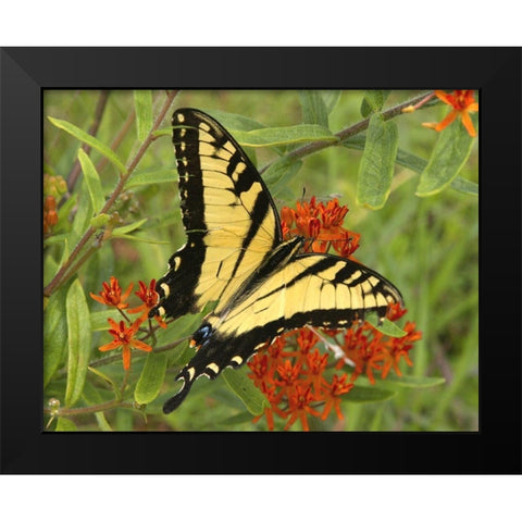 Black Yellow Butterfly II Black Modern Wood Framed Art Print by Mansfield, Kathy