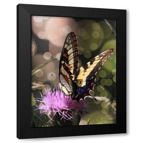 Butterfly Bokeh II Black Modern Wood Framed Art Print with Double Matting by Mansfield, Kathy
